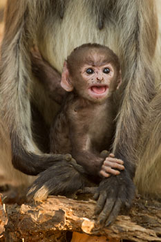 langur